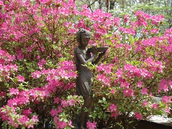 Azaleas