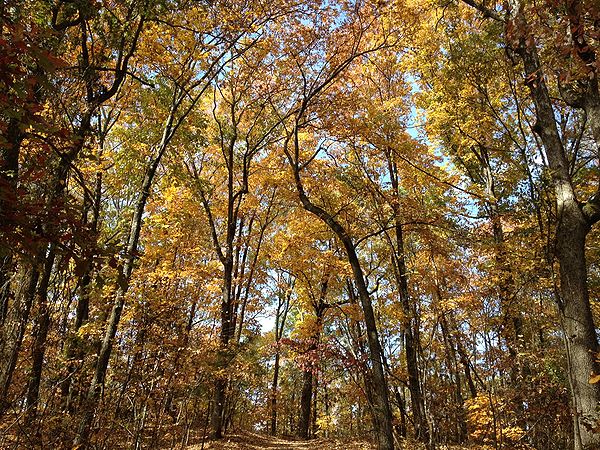 Fall.jpg