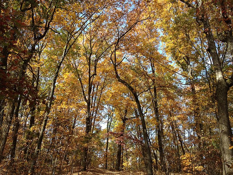 File:Fall.jpg