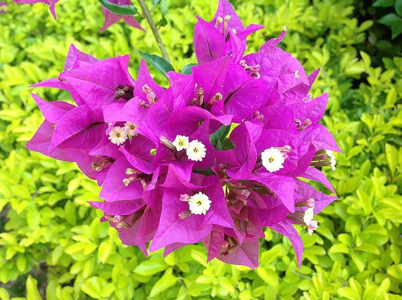 File:Flower.jpg